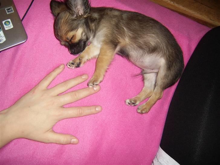 Chihuahua Bobo Baltahzar - dagen efter jeg kom hjem til min mor (; - ih v´hvor vi hygger, se lige hvor lille jeg var :D billede 10