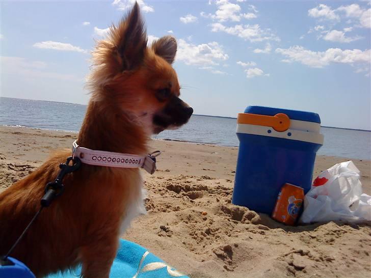 Chihuahua Bobo Baltahzar - mon der er en sød hund jeg kan snakke med :D  billede 11