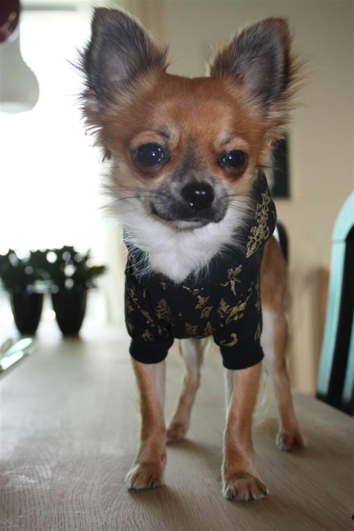 Chihuahua Bobo Baltahzar - min trøje er vist blevet lidt for lille den stumper :D billede 12