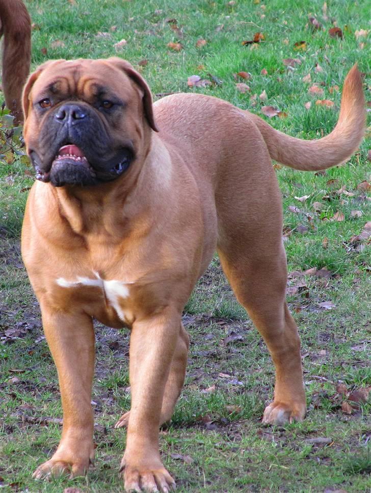 Dogue de bordeaux Saga von Nordniedersachen - Saga 23 måneder billede 18