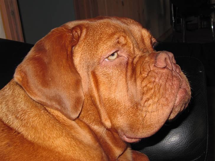 Dogue de bordeaux FRESZKA Lacrima Heliandum - Freszka 6,5 måneder billede 11