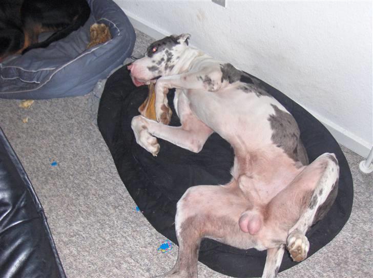 Grand danois viktor billede 4