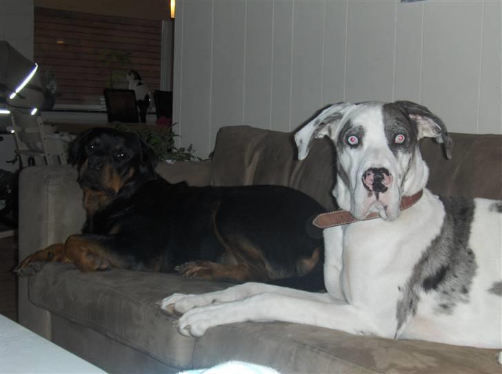 Grand danois viktor billede 6