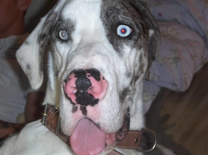 Grand danois viktor billede 7