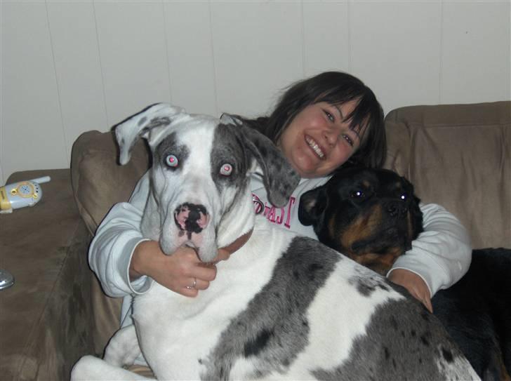 Grand danois viktor - mig min ejer og min aller bedste ven, som desværre ikk er hos mig mere.. R.I.P billede 8