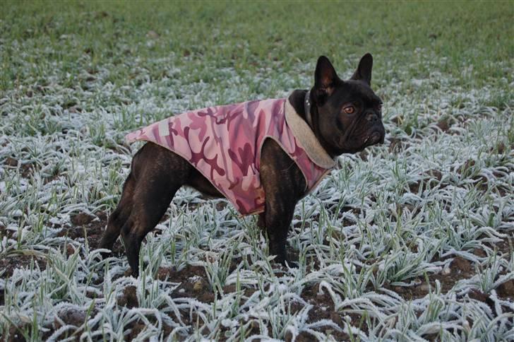 Fransk bulldog Countes Dracula - december 2009 billede 20