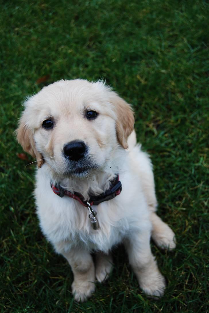 Golden retriever Molli billede 1