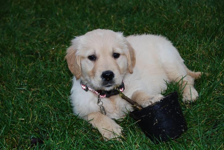 Golden retriever Molli billede 2
