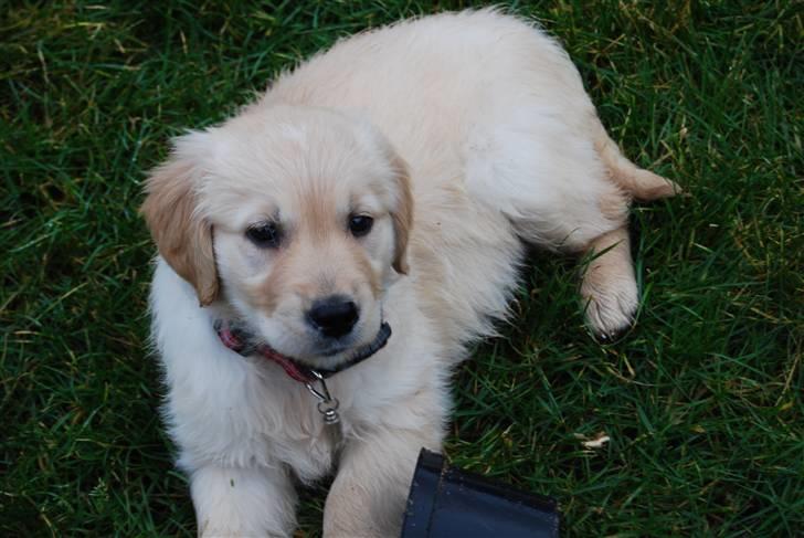 Golden retriever Molli billede 3