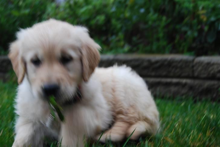 Golden retriever Molli billede 4