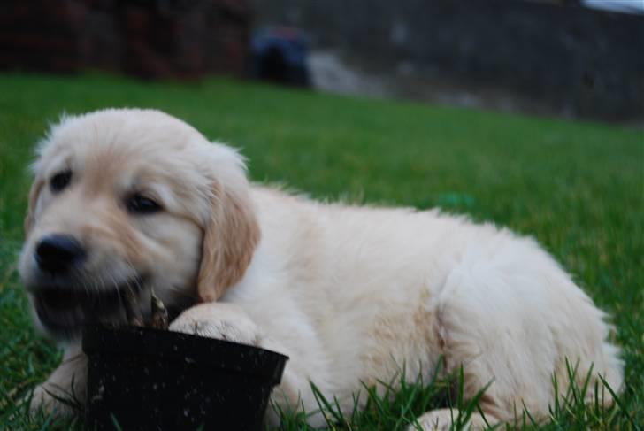 Golden retriever Molli billede 5