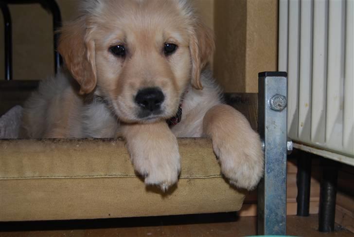 Golden retriever Molli billede 6