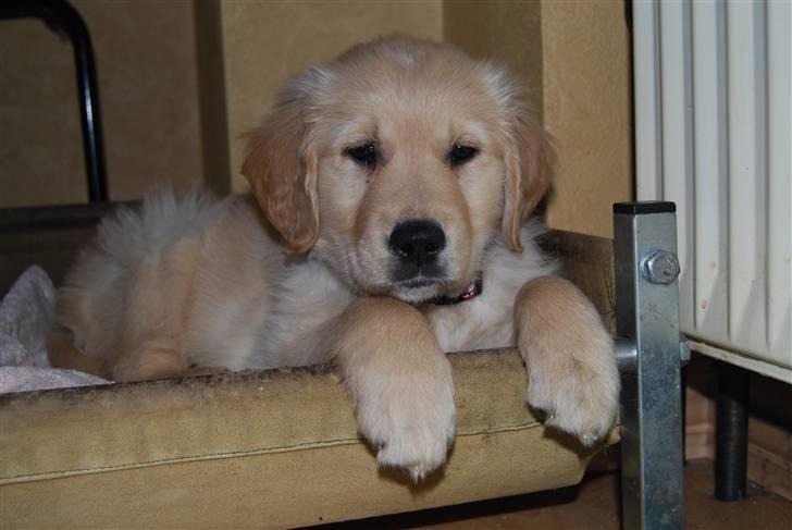Golden retriever Molli billede 7