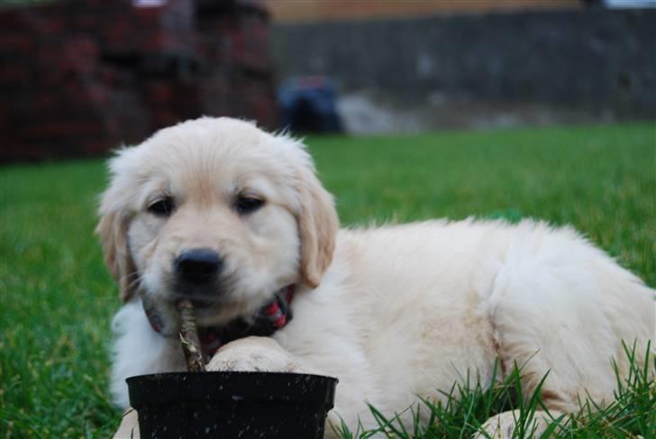 Golden retriever Molli billede 8