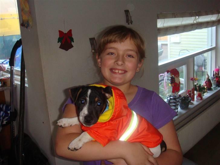 Jack russell terrier Lykkebo's Troy - Er det ikke en sej jakke jeg har fået ? billede 9