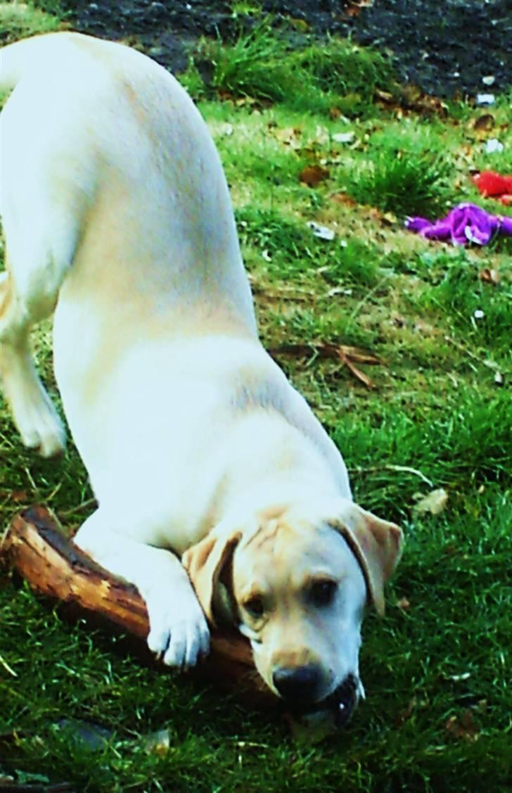 Labrador retriever Dumle - uha den her pind smager så godt:P billede 6