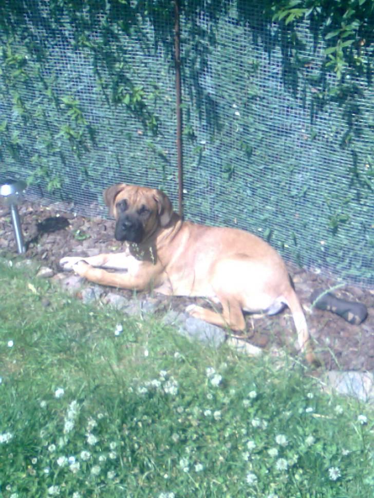 Boerboel Thor - Thor der nyder solen i haven :) billede 15
