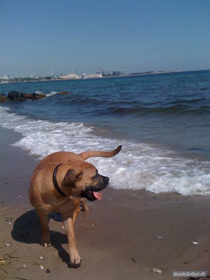 Boerboel Thor billede 16