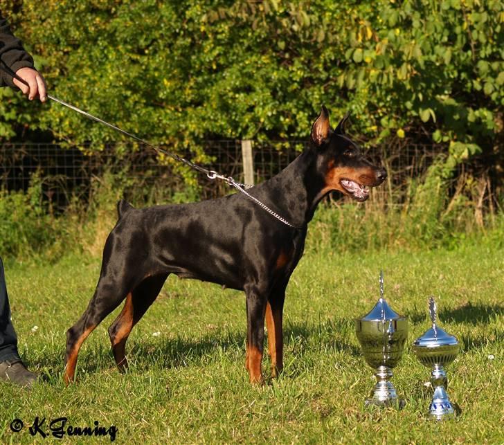 Dobermann iza billede 10