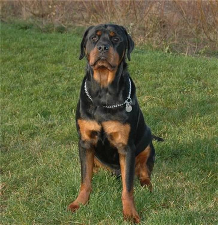 Rottweiler Bonzo billede 2