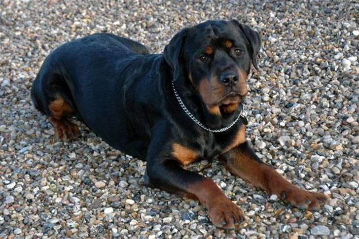 Rottweiler Bonzo billede 3