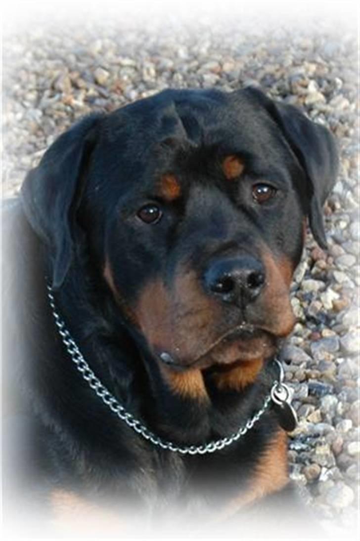 Rottweiler Bonzo billede 4