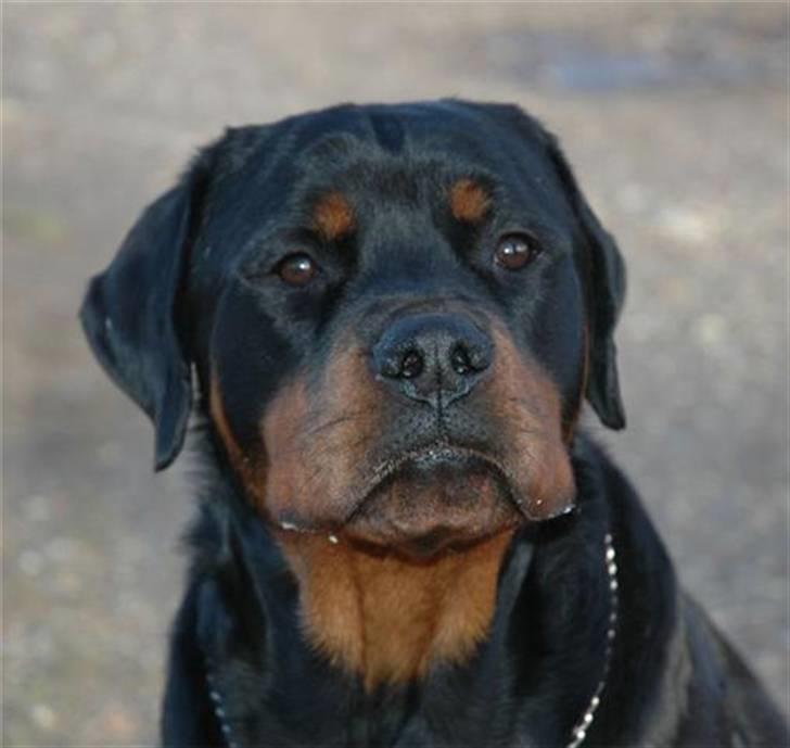 Rottweiler Bonzo billede 5