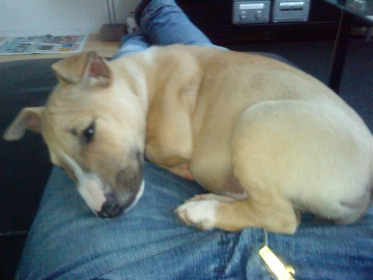 Bullterrier miniature Kaya billede 17