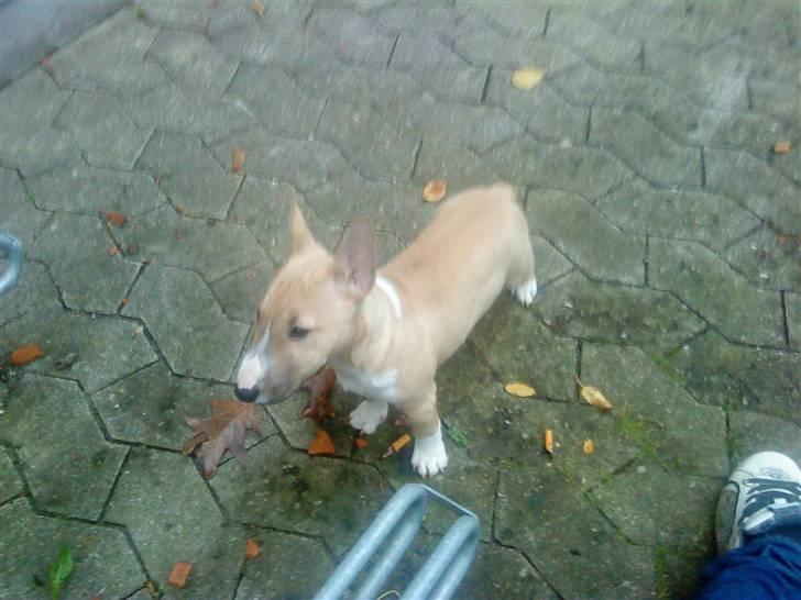 Bullterrier miniature Kaya billede 18