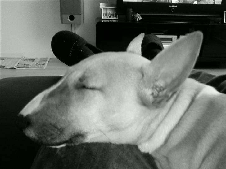 Bullterrier miniature Kaya - Kaya 15 uger billede 19