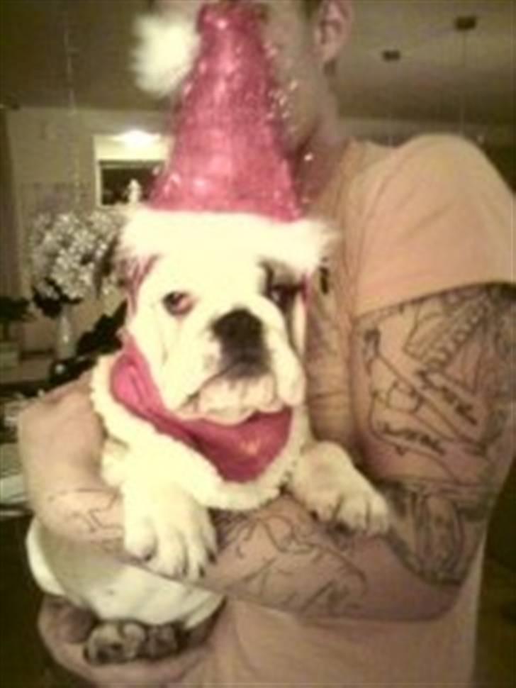 Engelsk bulldog Carla billede 9