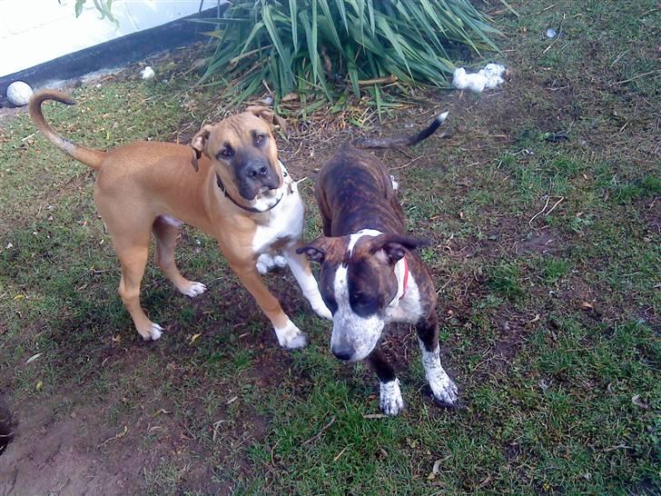 Cane corso Cozmo <3 - tag nu bare det billede far. billede 7