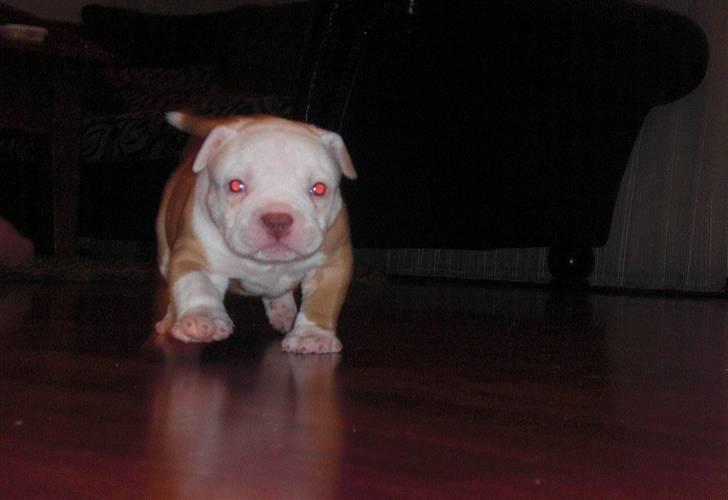 Amerikansk bulldog HurriCane Haily billede 4