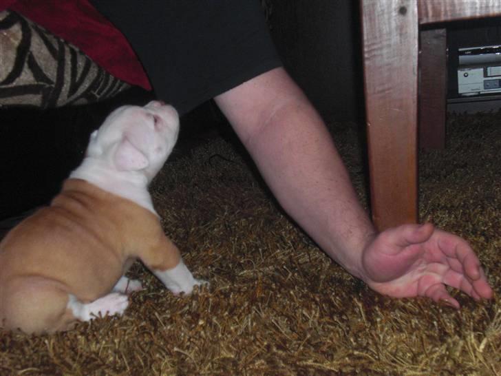 Amerikansk bulldog HurriCane Haily billede 5