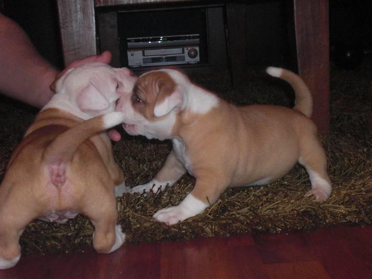 Amerikansk bulldog HurriCane Haily billede 6