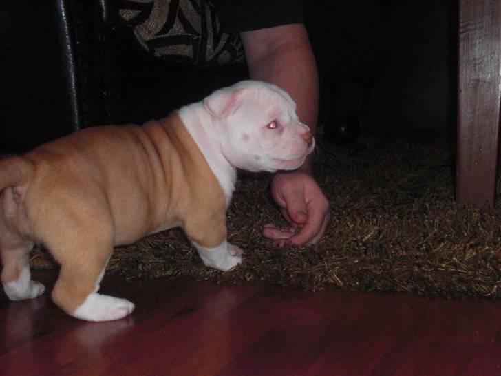 Amerikansk bulldog HurriCane Haily billede 7