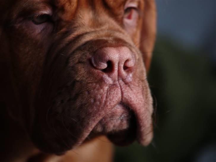 Dogue de bordeaux Esther billede 14