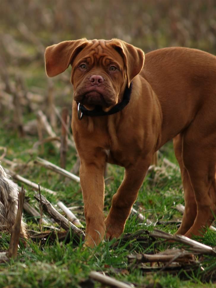 Dogue de bordeaux Esther billede 15