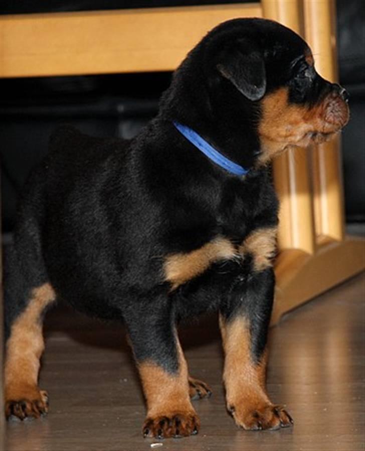 Rottweiler Zakoda`s Dusty - Zakoda Dusty / Foto Flemming Madsen 7 uger billede 1