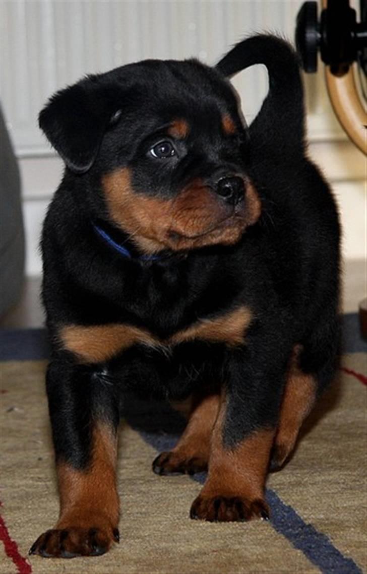 Rottweiler Zakoda`s Dusty - Zakoda Dusty / Foto Flemming Madsen    7 uger billede 2