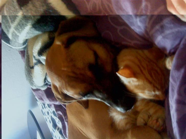 Cane corso Cozmo <3 - uh kattene er mine bedste vener. billede 8