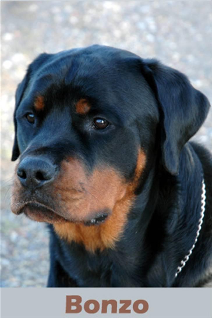Rottweiler Bonzo billede 6