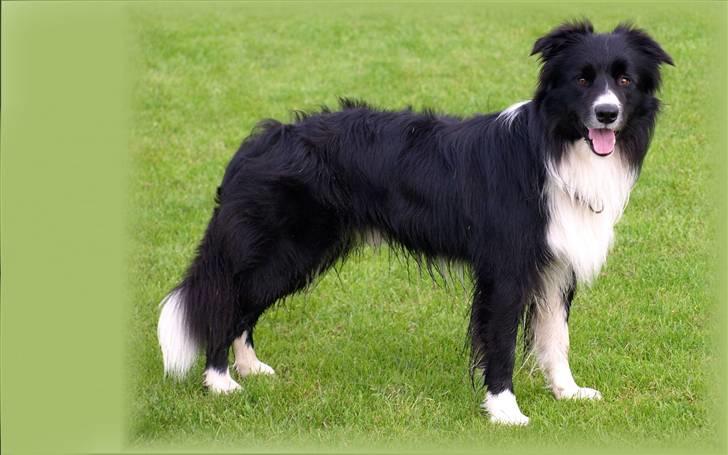 Border collie Kojima's Epic McGee - McGee - Flot herre på 2½ år billede 14