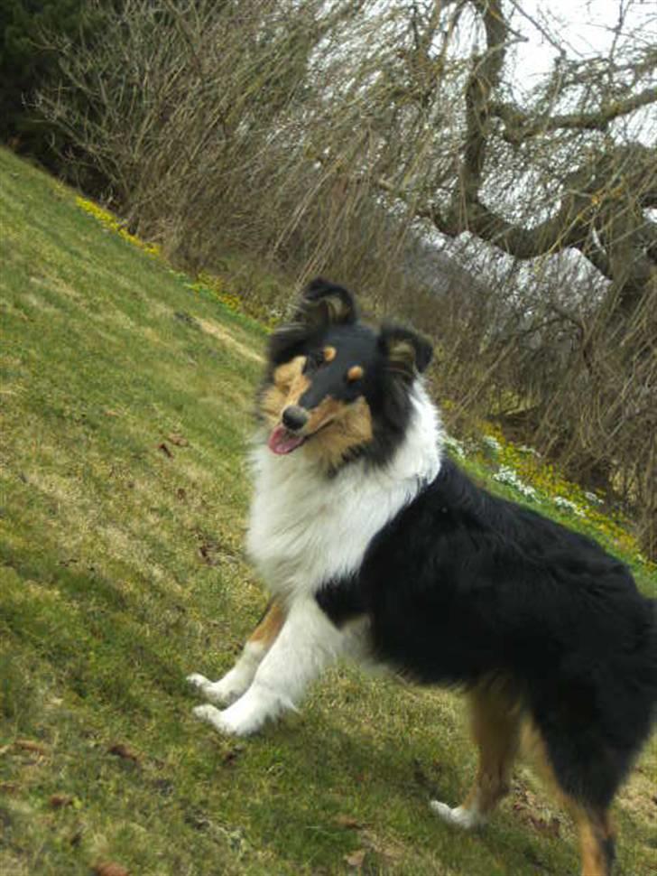 Collie langhåret Kiara - Forår 2010 billede 1