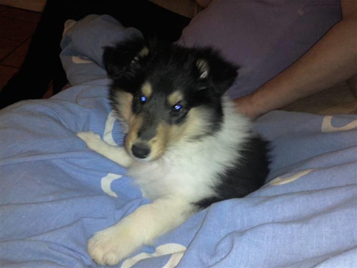 Collie langhåret Kiara - December 2009 billede 2