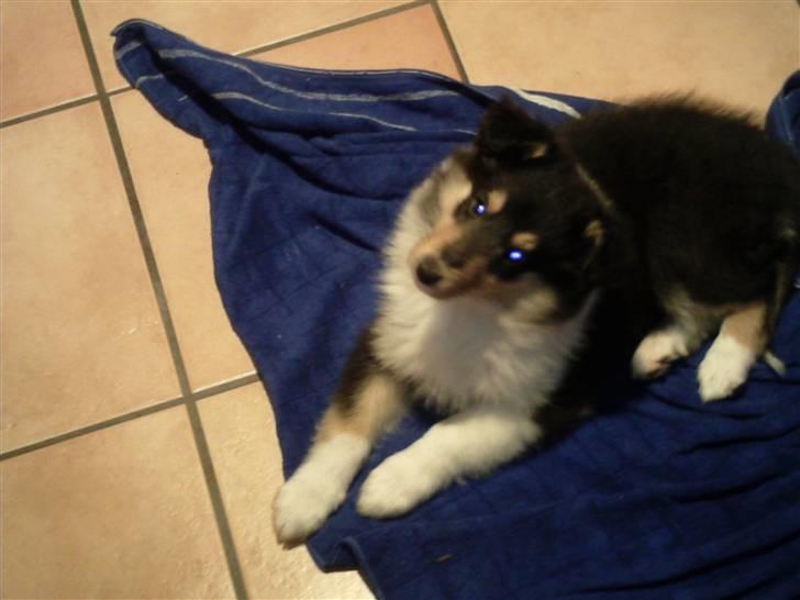 Collie langhåret Kiara - December 2009 billede 3