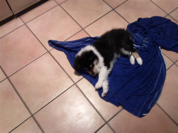 Collie langhåret Kiara - December 2009 billede 4