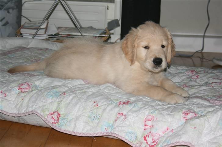 Golden retriever Basse(Mystic man) <3 billede 6