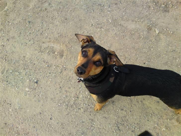 Blanding af racer Mille billede 13