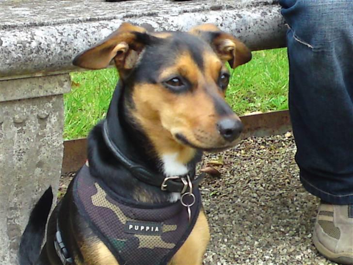 Blanding af racer Mille billede 14